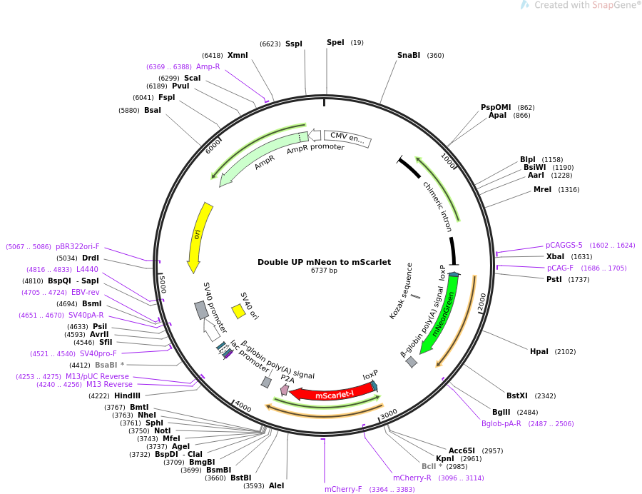 Double UP mNeon to mScarlet质粒图谱